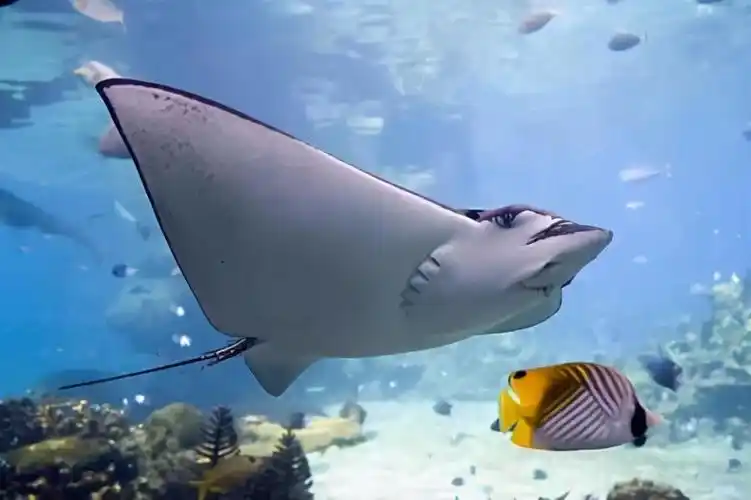 魔鬼鱼和蝙蝠鱼区别你们知道扁扁又可爱的蝠鲼分别又叫什么名字吗