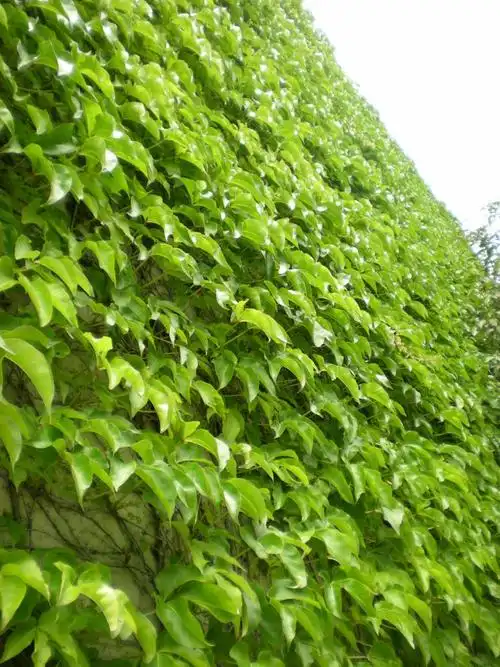 《那片绿绿的爬山虎》教学反思 -学路网-学习路上 有我相伴