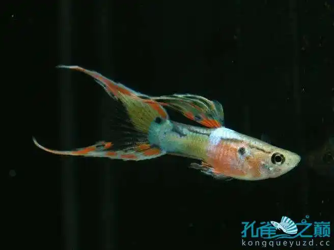 安德拉斯双剑孔雀鱼