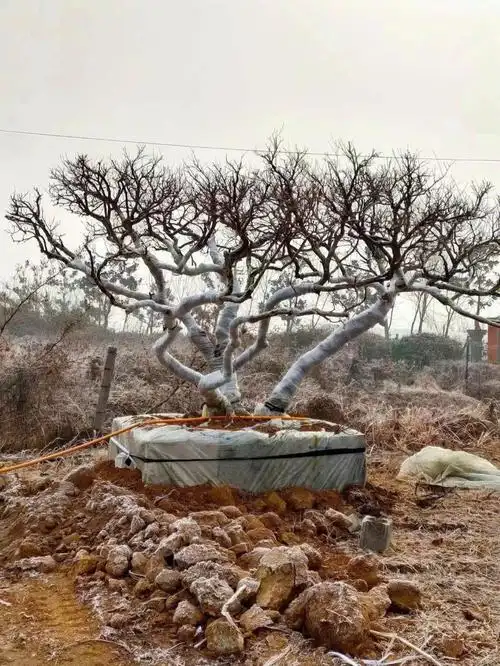 造型大冠幅石榴树