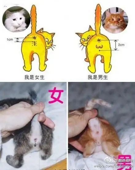 【怎样区分正太还是萝莉】猫咪的性别,你会看么?