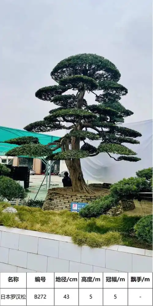 马后花园精品日本进口罗汉松独特造型