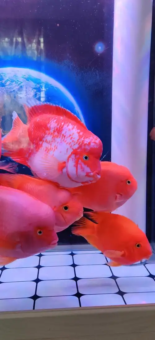 养了几个月的红白越来越好看了!-鹦鹉鱼圈-龙巅