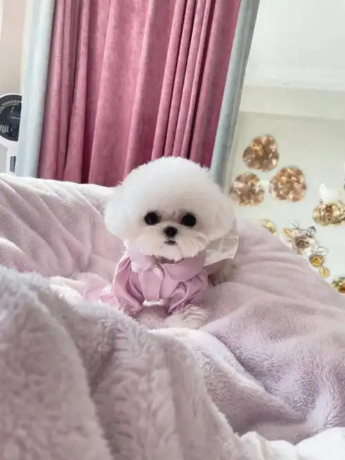 小体比熊韩系比熊茶杯犬谁看了不迷糊