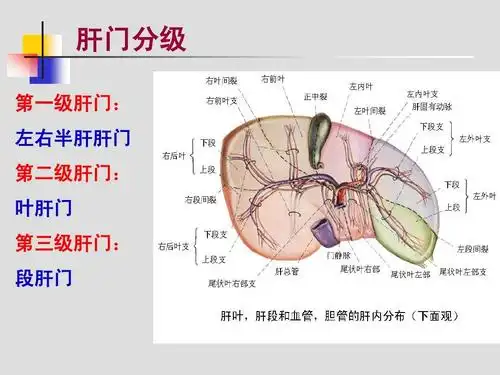 肝胆,门静脉解剖(1)ppt