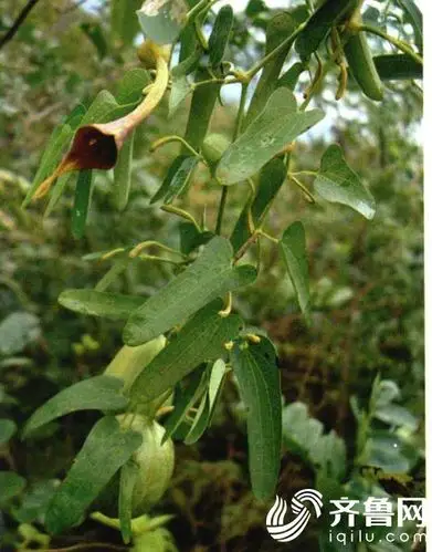 传承中医中药 常用中药系列简介——青木香