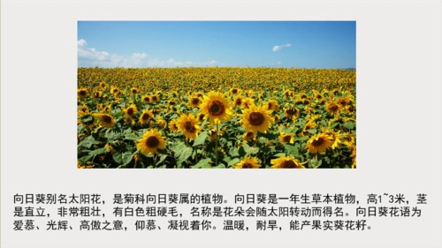 三年级上册美术课外班课件16向日葵新编全国通用12张幻灯片