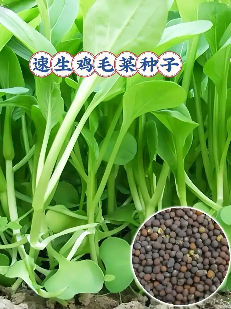 速生鸡毛菜种子.