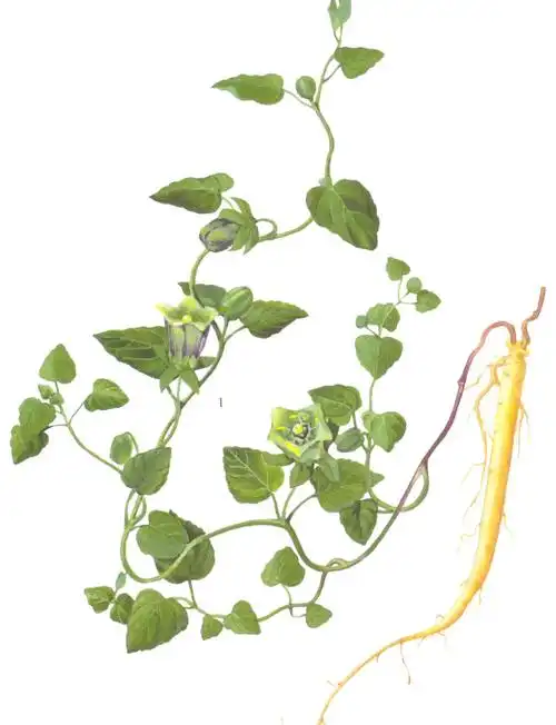 党参,人参,西洋参,沙参如何区分使用?