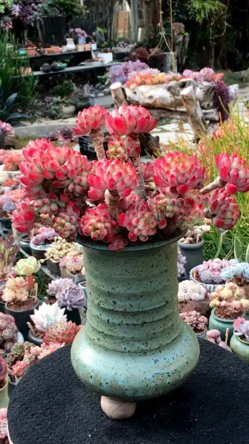 蓝苹果老桩·养了几千个,才有一个朵朵缀化.