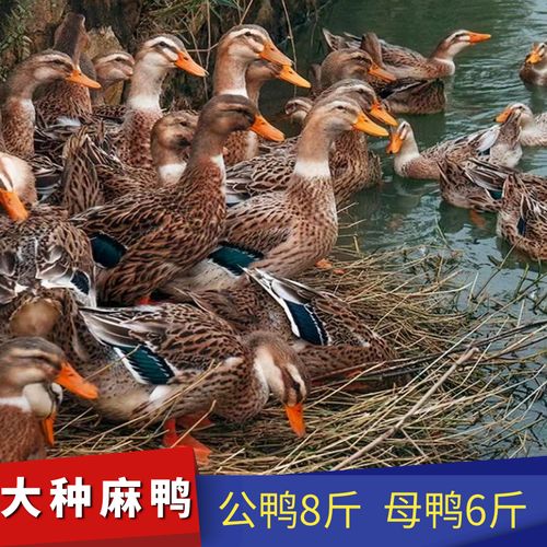 oimg小鸭子活物大种黑番鸭麻鸭青头鸭产蛋鸭水鸭火鸭土鸭金锭鸭子 大