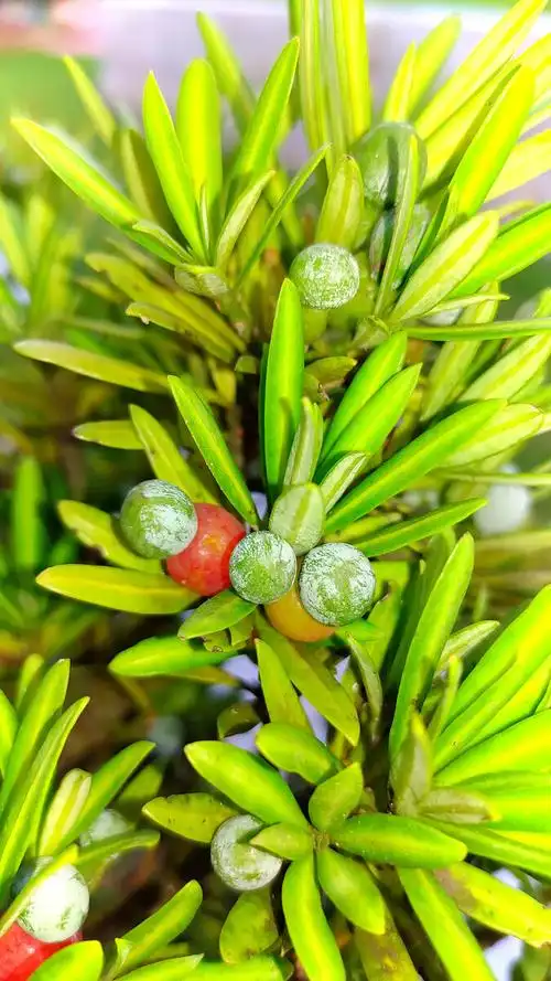 和尚头罗汉松果