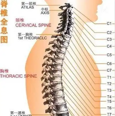 因为颈椎共有七块颈椎骨组成,正因为它是脊柱椎骨中体积最小,但灵活性