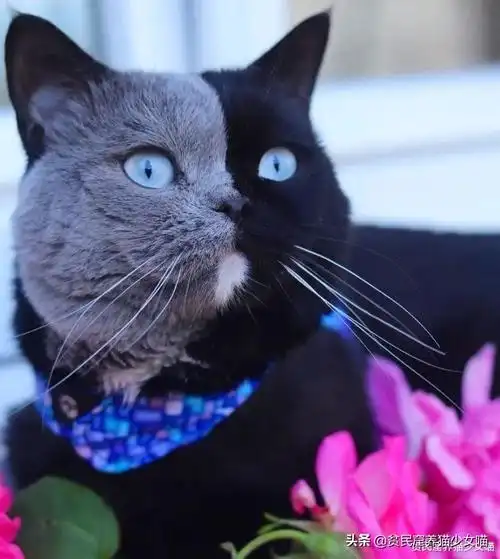 还记得那只阴阳脸的猫咪吗?如今它当爹了,小猫精准遗传到了精髓