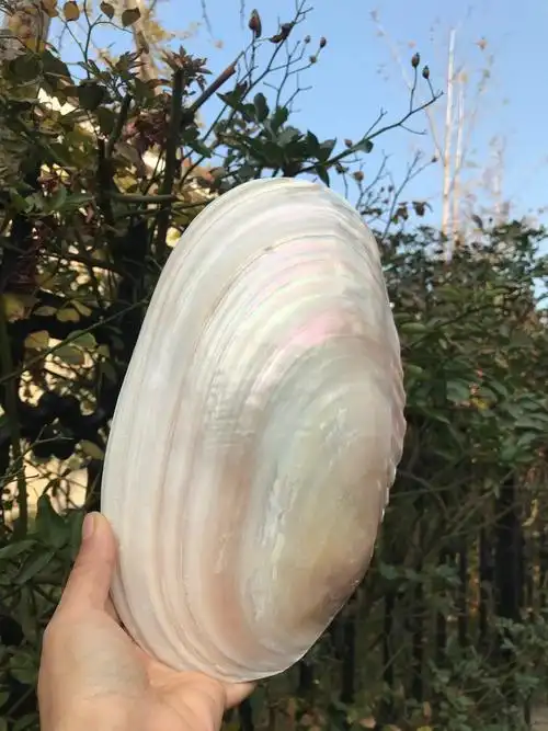 22-26厘米炫彩天然珍珠蚌壳 单片大蚌壳 贝壳餐盘 天然贝壳工艺品