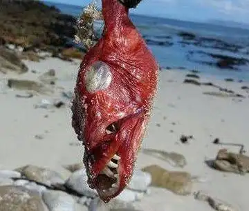 南非海岸现面目最狰狞鱼