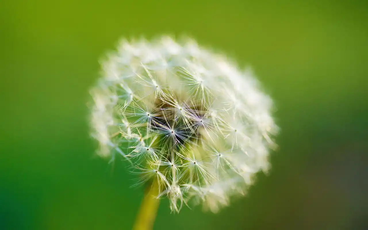 唯美好看的蒲公英摄影图片桌面壁纸