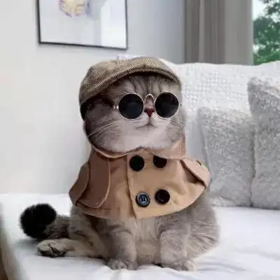 很俏皮简单可爱的猫咪可爱头像 萌宠温柔的男女通用的猫咪头像_动物