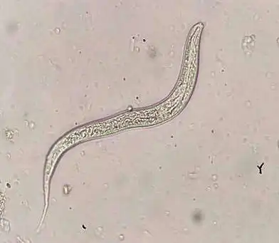 昨日「虫」现-在检验科养钩虫是一种什么样的体验?