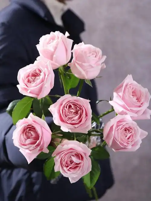 粉雪山玫瑰花语