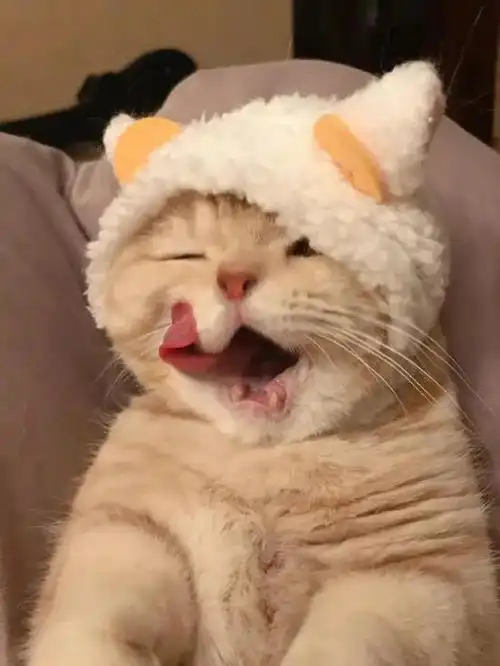 这只网红猫咪凭吐舌头撩倒200万粉丝