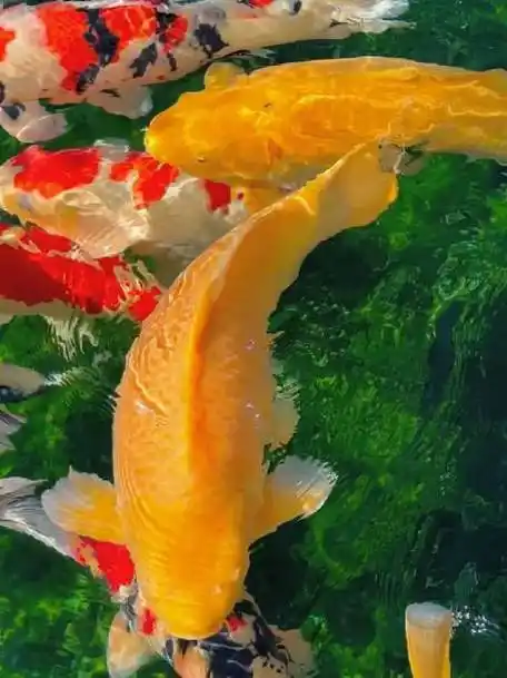 转运锦鲤,鸿运当头好兆头!在这里祝大家取得好成绩!