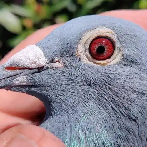 佛卡门顶级种鸽之一野马号