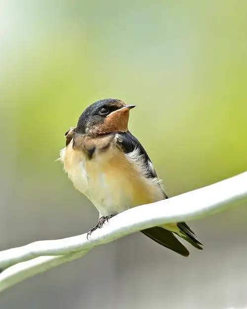 查看大图(源图)|  点击:0| 创建者:青铜彻夜燕子