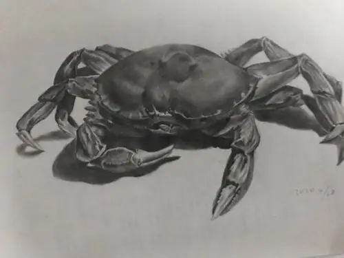 螃蟹素描图片_小红书