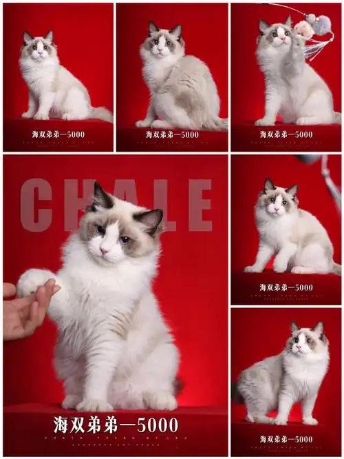 一家价格公开的猫舍丨长沙海双布偶猫找家