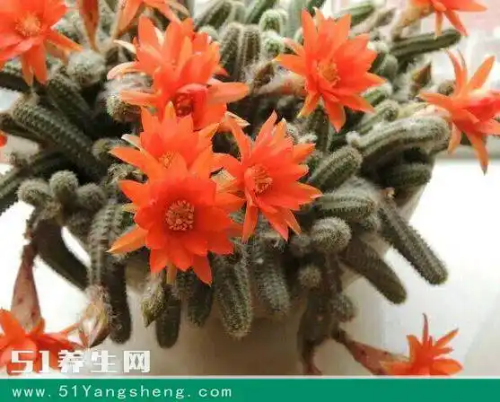 仙人指还能这么养,真是长见识了,感觉就像长了一树的毛毛虫