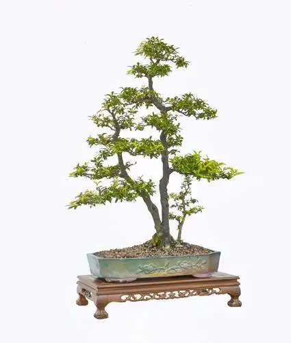 分享勒流盆景协会换届大会盛况