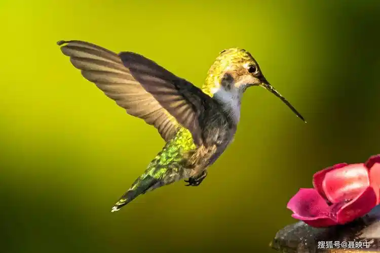 蜂鸟——世界上最小的鸟,美丽又特别!