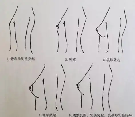 9～11岁的女孩,已经开始乳房"发育"了吗?这个过程是怎样的_女性_乳头_