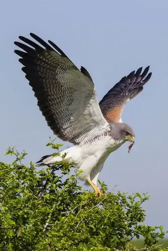 鹰形目·鹰科·鵟雕属:白尾