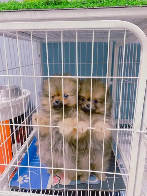 呃啊 太可爱了不是自己养的小崽子就是可爱啊 精神头真好站起来和俩熊