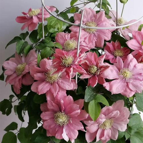 小美人鱼 中大苗【1-1