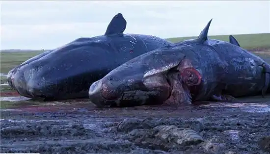 鲸鱼搁浅当场被吃鲸鱼搁浅当场被吃画面好残忍