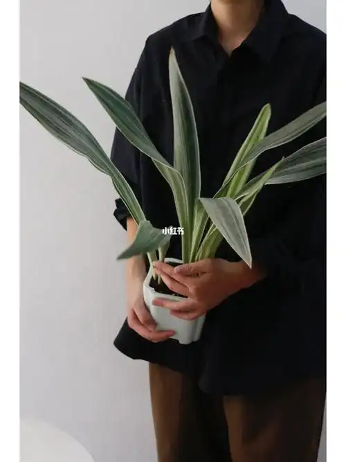 高级清冷感雪纹虎皮兰