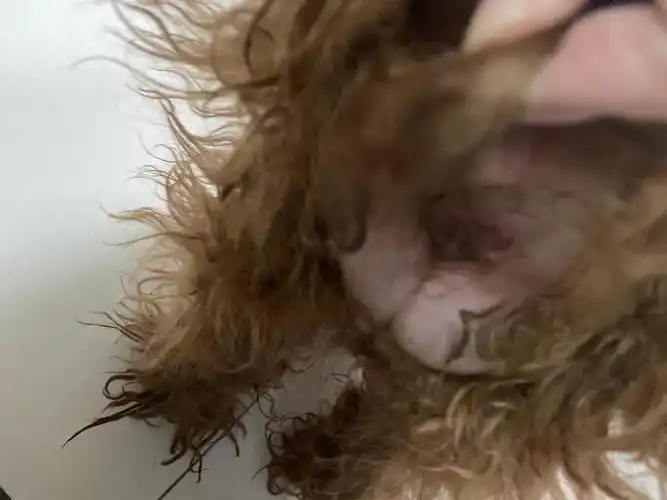 【讨论】有图慎入,想问一下正常的肛门啥样,有图慎入!