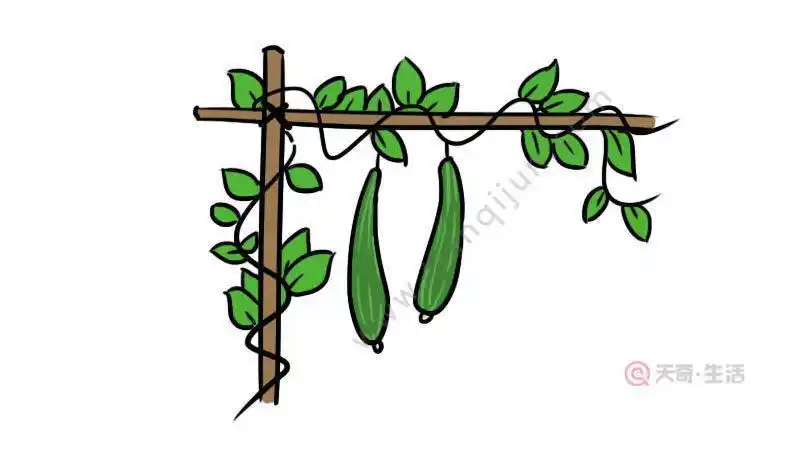 瓜架简笔画步骤简笔画-丝瓜瓜藤挂着瓜简笔画瓜攀爬有哪些简笔画丝瓜