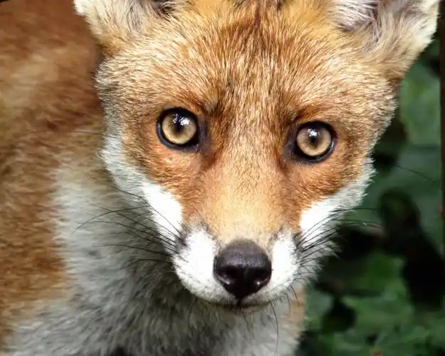 狐狸头部特写图片