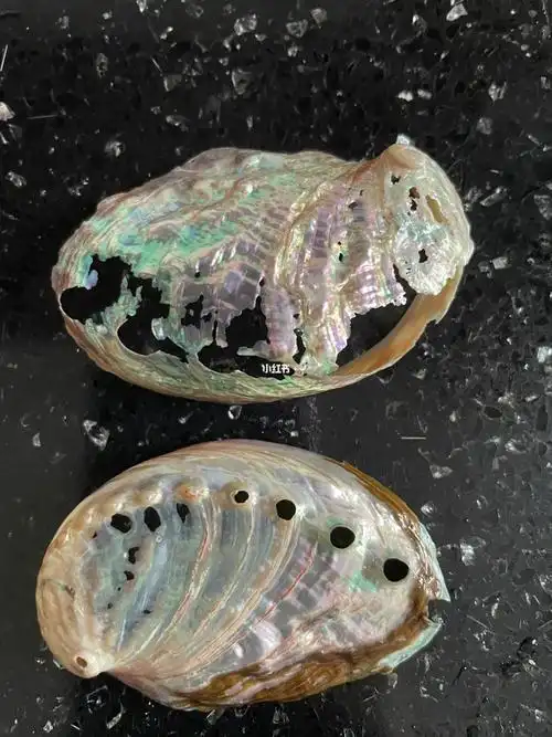 鲍鱼壳在鱼缸里竟然"抛光"了