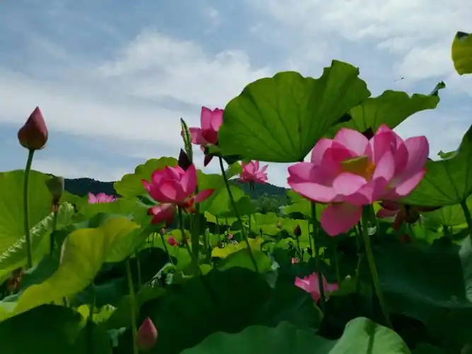 蓝天白云荷花红