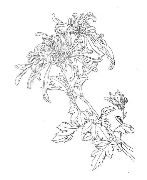 第十三:寂寞东篱湿露华-工笔菊花