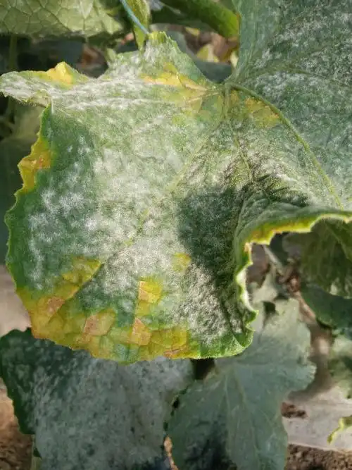 黄瓜的白粉病和什么病?黄色斑点?