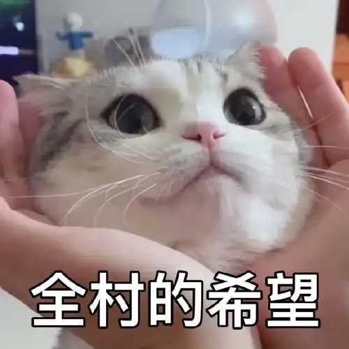 萌宠 喵星人 全村的希望 满眼期待 可爱 呆萌 朋友圈评论表情