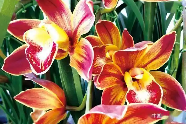 大花蕙兰销售旺季"反常现象"突出 |"2021年宵花"专题