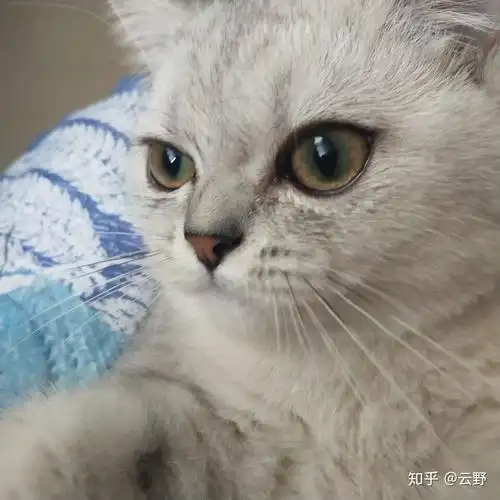 请问你们觉得我家银渐层宝宝的眼睛长大后会变成什么颜色