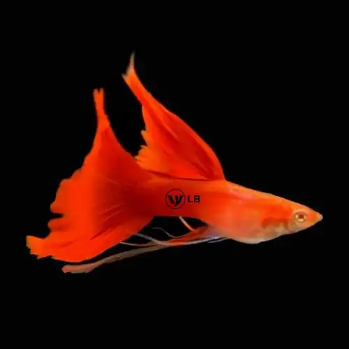 孔雀鱼纯种精品大背血红大c全红凤尾鱼观赏鱼热带鱼自家繁殖宠物